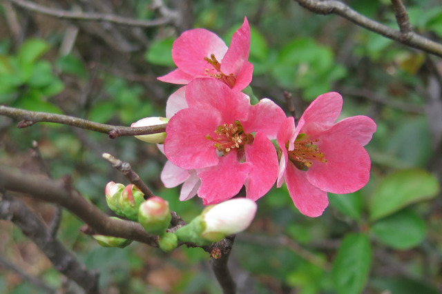 咲き始めた木瓜の花