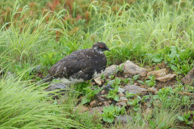 小蓮華山の雄雷鳥4