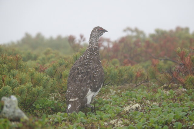 小蓮華山の雄雷鳥5