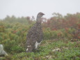 小蓮華山の雄雷鳥5