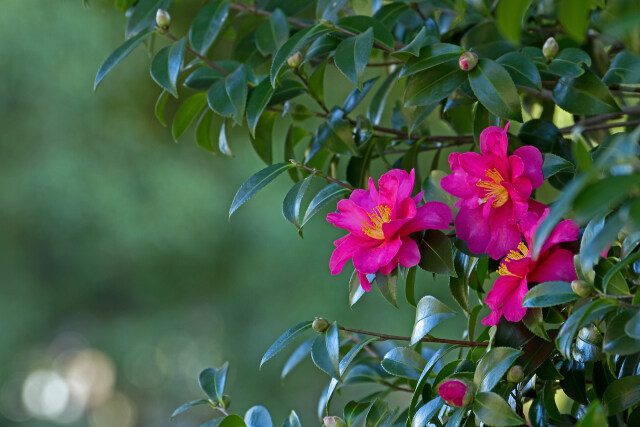 椿の花