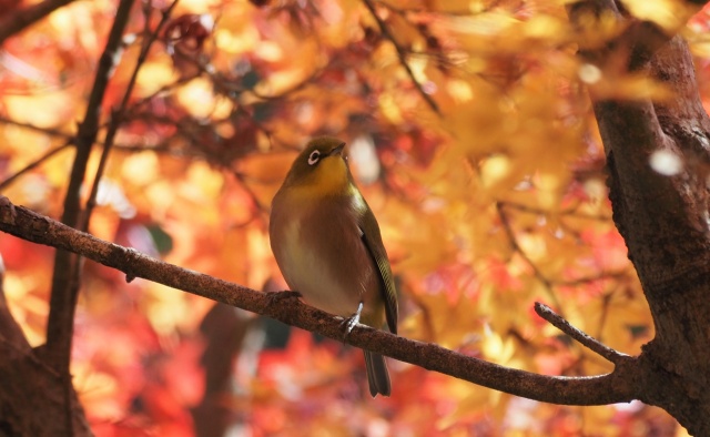 紅葉色に染まるメジロ