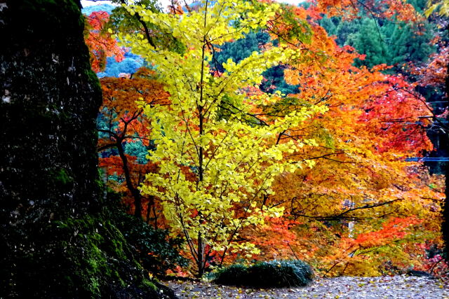 山の神社晩秋の紅葉