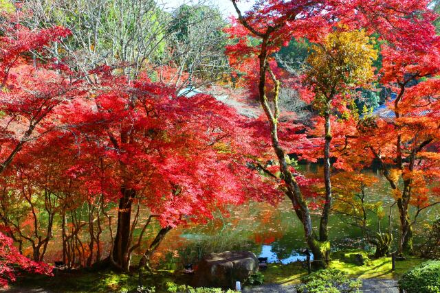 醍醐寺秋