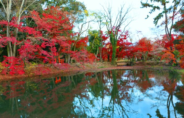 京都府立植物園秋