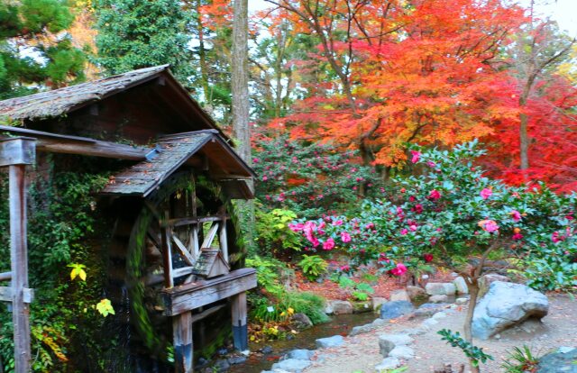 京都府立植物園秋