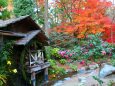 京都府立植物園秋