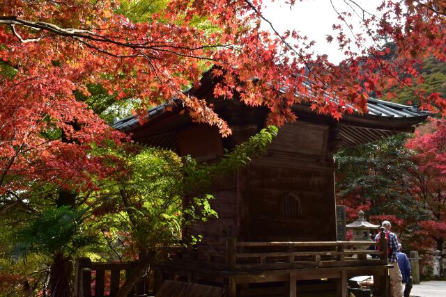 雨降山大山寺の紅葉