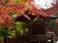 雨降山大山寺の紅葉