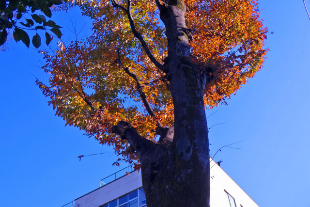 小学校の樹