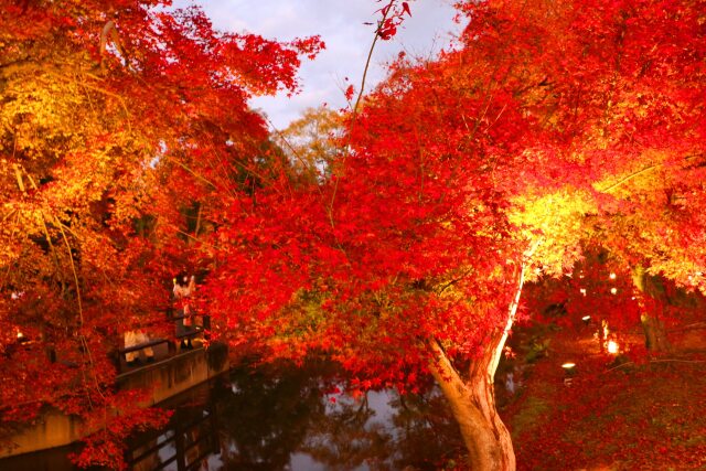 京都府立植物園イルミネーション