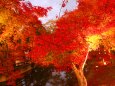 京都府立植物園イルミネーション