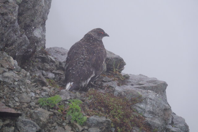 白馬岳の雄雷鳥3