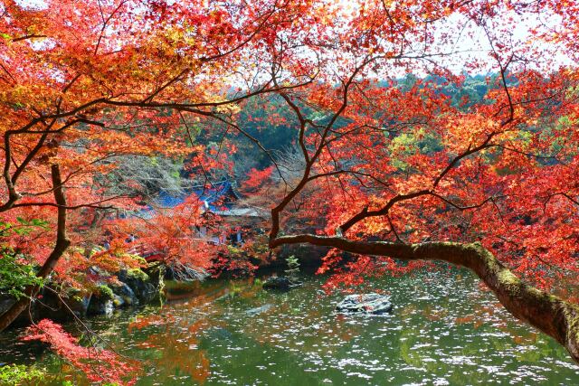 醍醐寺秋