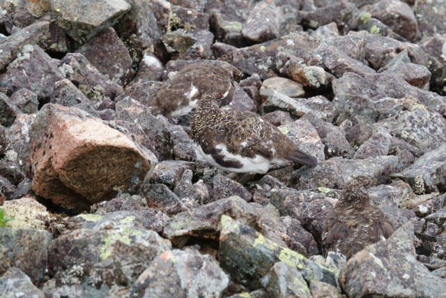 小蓮華山の雄雷鳥5