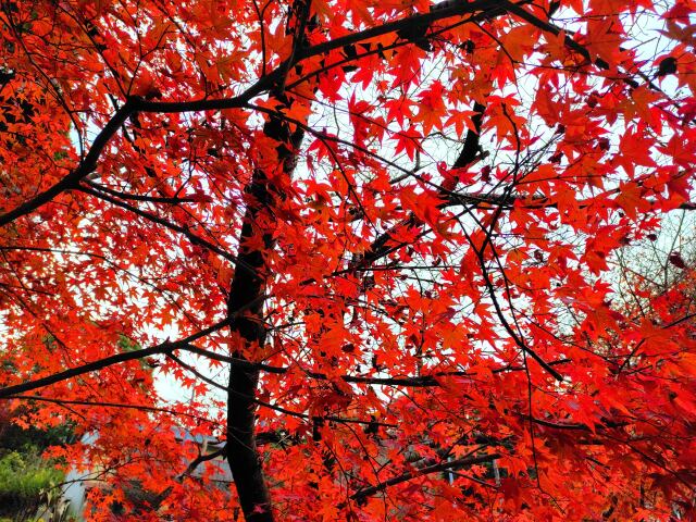 東紀州12月の紅葉