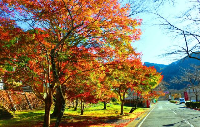 東紀州12月の紅葉