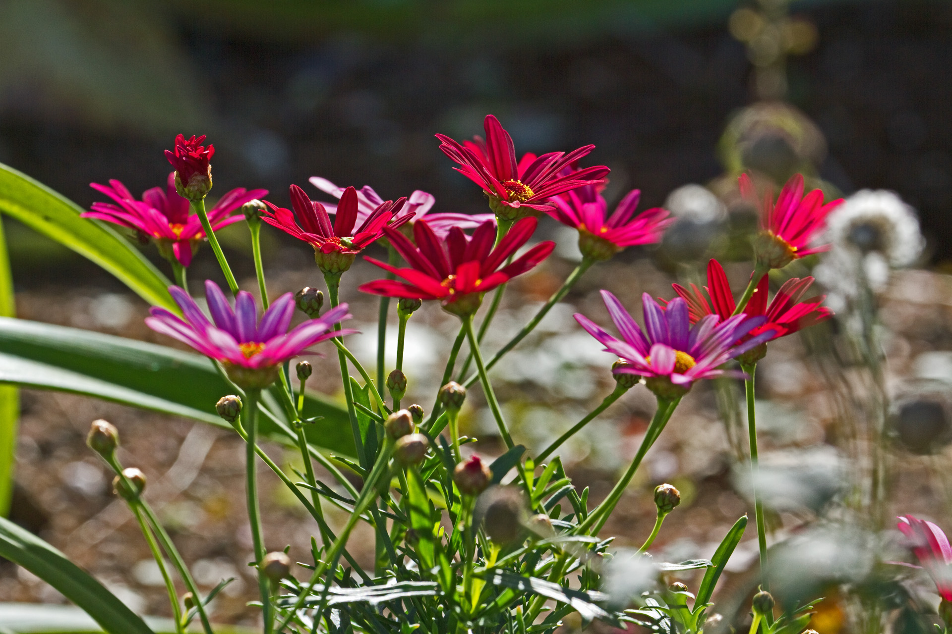 花 植物 マーガレット 壁紙19x1280 壁紙館