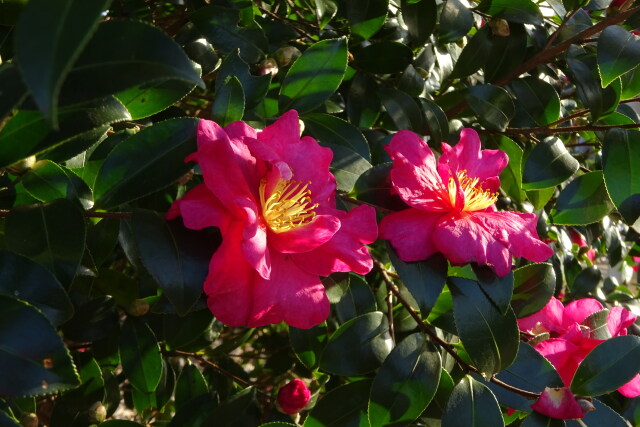 木漏れ日に咲くサザンカの花