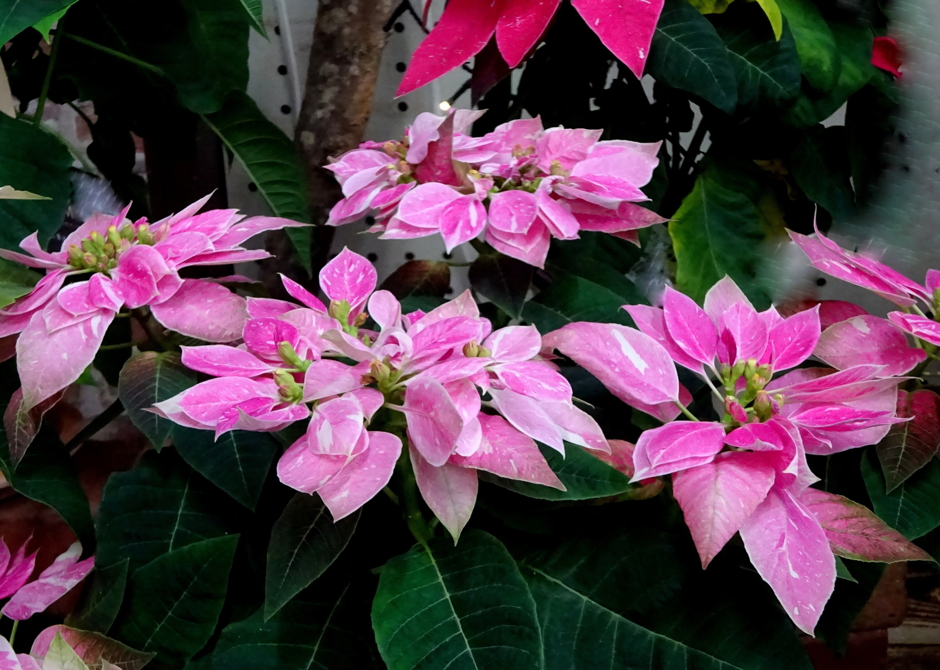 花 植物 ピンクのポインセチア 壁紙19x1369 壁紙館