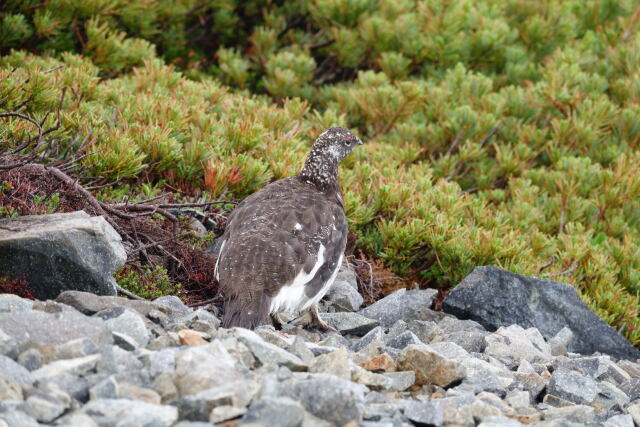 爺ヶ岳の雄雷鳥