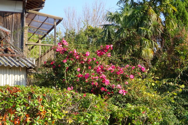 里の風景ベランダとサザンカの花