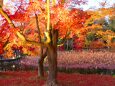 京都府立植物園イルミネーション