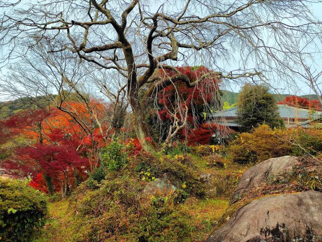 東紀州12月の紅葉