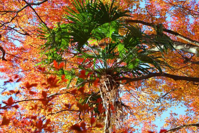 東紀州12月でも紅葉