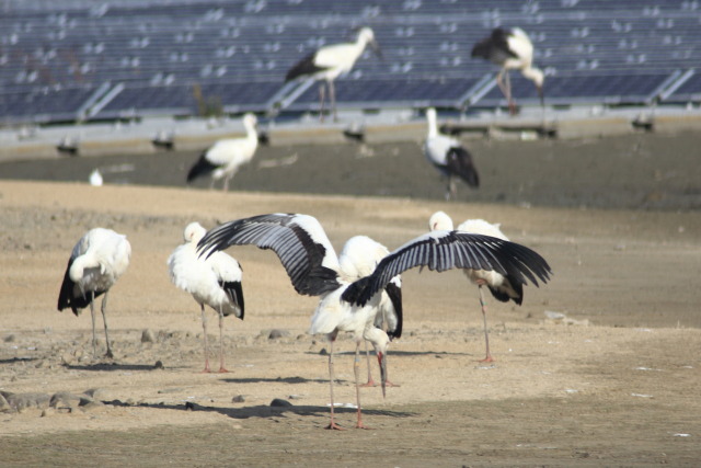 集団飛来したコウノトリ