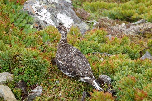 爺ヶ岳の雄雷鳥5