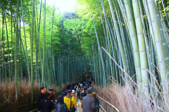 京都竹林初冬