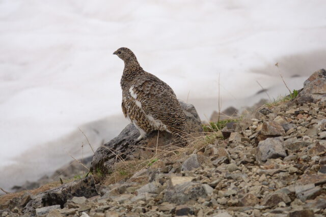 北ノ俣岳のママ雷鳥2