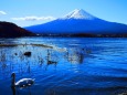 迎春富士山