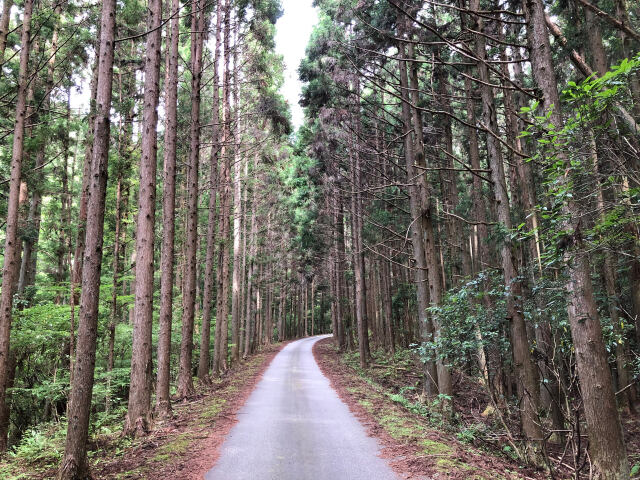 田口線跡林道