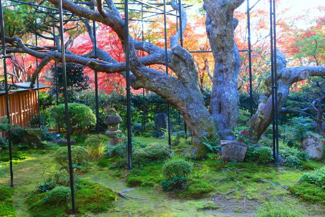 宝泉院