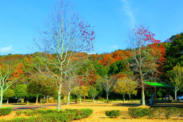 冬の公園