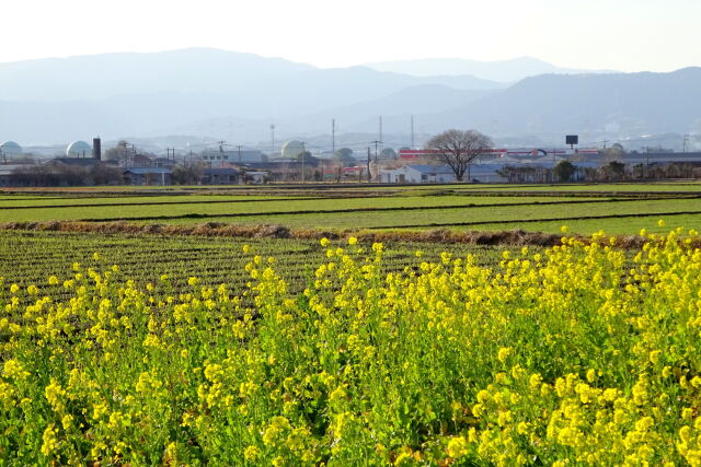 冬の菜の花