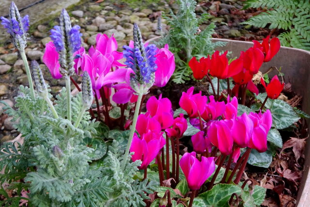 ひと群れの花