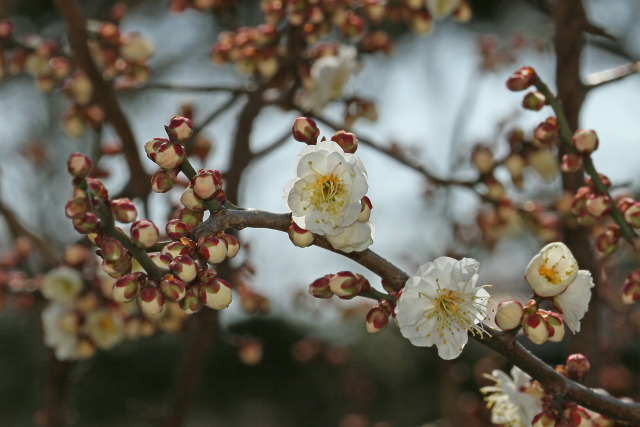 咲き始めた梅花