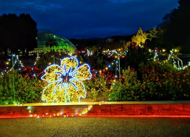 京都府立植物園イルミネーション