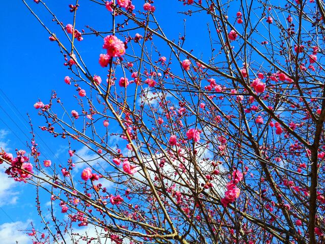 冬の花