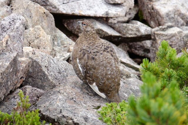 笠ヶ岳の雄雷鳥2