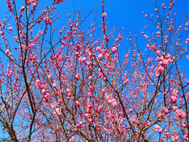 冬の花