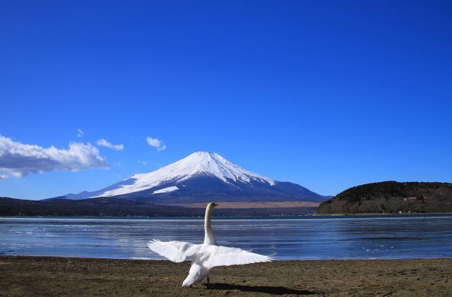 富士山に羽ばたく白鳥