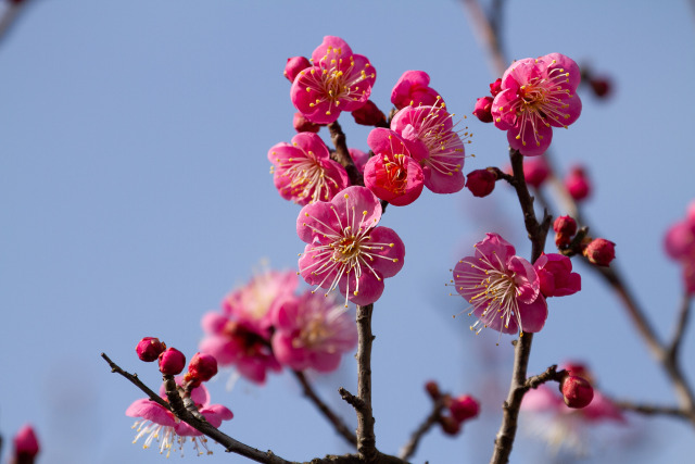 紅梅