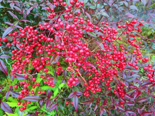 冬の植物