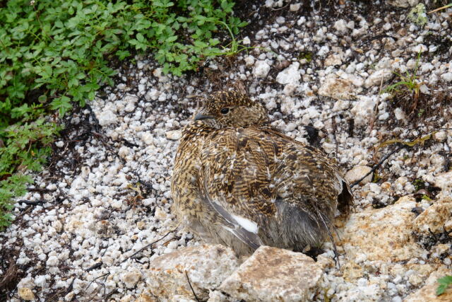 八方尾根のチビ雷鳥3