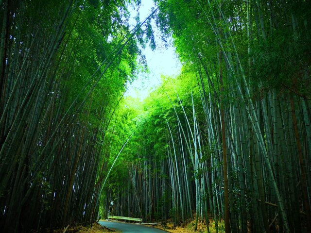 冬の竹林