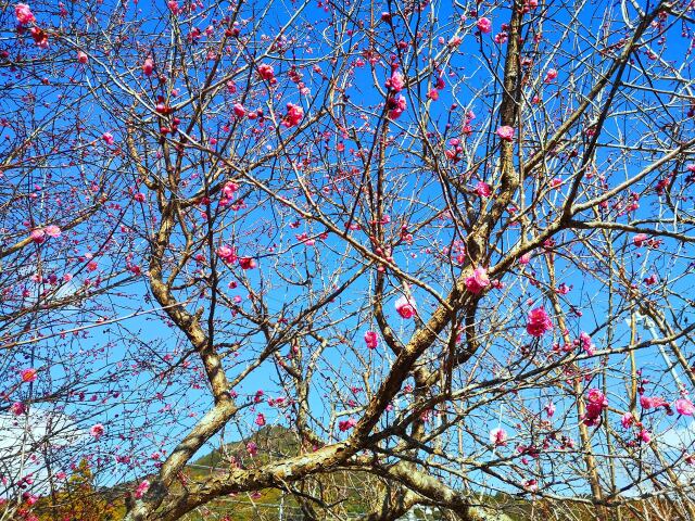 冬の花